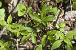 Dwarf ginseng